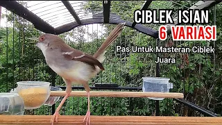 ciblek kristal gacor ngebren 6 variasi cocok untuk masteran ciblek bren kesayangan anda