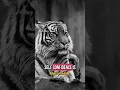 Download Lagu Self confidence is your superpower - believe in yourself #motivation #motivationalquotes #shorts