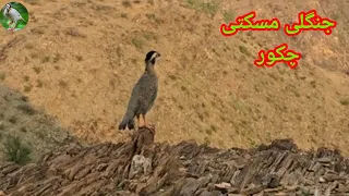                                                                              دندنها