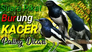Download Suara Pikat KACER Paling dicari | Suara Burung Kacer Ribut/Tarung MP3