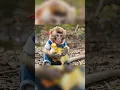 Download Lagu He Found A Tiny Friend... Wait For It ❤️ #shorts