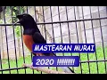 Lagu MASTERAN MURAI BATU SUARA JERNIH FULL ISIAN  2020