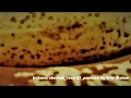 Download Lagu RINGTONE banana cheetah loop 25