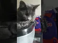 tinkerbell having a quick groom
