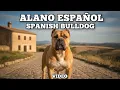 Alano Espanol Spanish Bulldog breed history