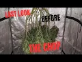 Download Lagu Last look before the chop tie-dye week 9 flower @acinfinity 