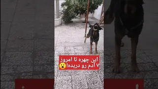 آموزش سگ هم جذابه هم خطرناک 