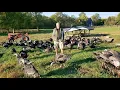 Organic Pasture-Raised Turkeys Elmwood Stock Farm