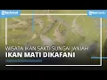Lagu Legenda Ikan Sakti Sungai Janiah di Kabupaten Agam, Ikan Mati Dikafani dan Dikubur