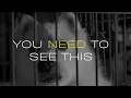 Inside Nevada SPCA How This Las Vegas Animal Shelter Is Saving Lives