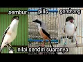 Lagu 3 jenis cendet gacor berkualitas