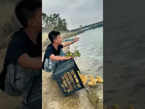 شاهدوا كيف حاول التخلص من هذا البط لكن البط يحبه ❤️🥰 #shorts #قصص #اكسبلور