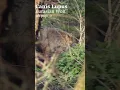 Download Lagu the wild GREY WOLF #shorts #documentary #wildlife #ecology #rewilding #biology #nature