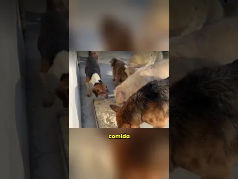 Trucks transporting dogs