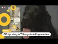 Download Lagu Deze speurneus vond een gevaarlijke ontsnapte slang