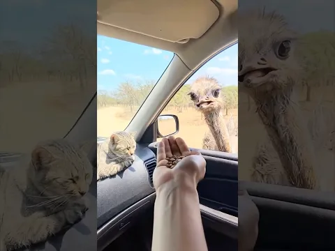 عامل فيها مرود حيونات احسن تستأهل 😂🤣#shorts