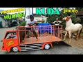 Download Lagu PERDANA_ANGKUT KUDA TRUK MINI