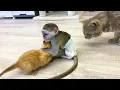 Baby monkey Susie does not let dad cat hiss at loud meow kitten while mom cat feeds kittens.