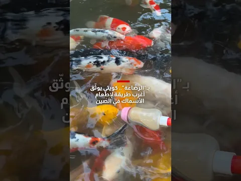 بـ"الرضّاعة".. كويتي يوثّق أغرب طريقة لإطعام الأسماك في الصين