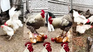 roosters the power is absolute domination undeniable