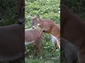 Download Lagu Best Caption Wins A Chuckle, Confused Buck Mounts A Decoy #shorts #hunting #wildlife #animals