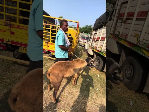 #folksong #song #folkmusic #folk #entertainment #automobile #penchulapadubulls #farming #bullfarm