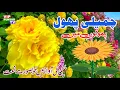 Download Lagu Chameli Phool Phoolon Mein - Kids Naat - Naat Sharif - Naat