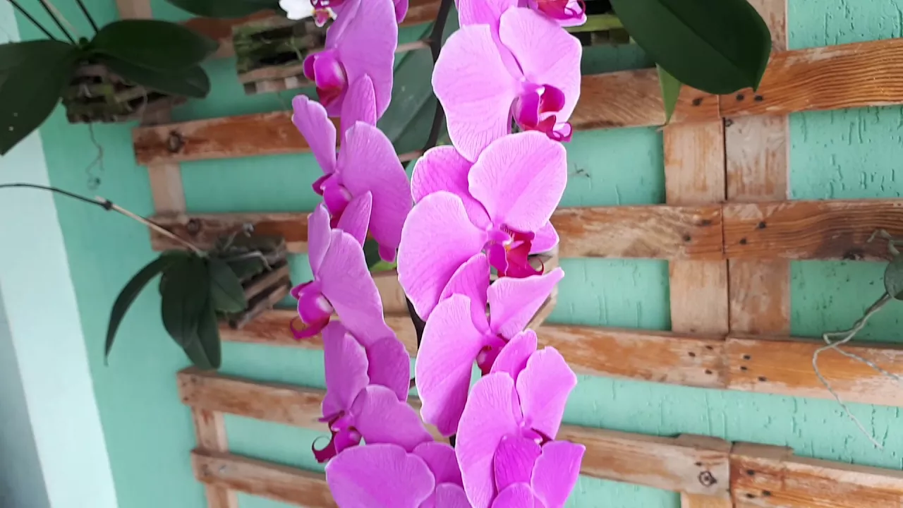 O QUE FAZER PRA SUA ORQUÍDEA PHALAENOPSIS FLORIR QUAL A PRINCIPAL COISA QUE ELA PRECISA?
