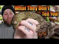 Download Lagu What You NEED To Know BEFORE You Get A Chahoua Gecko