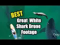 Download Lagu Best Great White Shark Footage of 2024