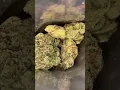 Cherry Blast Strain Review Fumi HighVolume