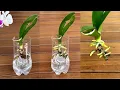 Download Lagu Het geheim om een ​​orchidee snel nieuw leven in te blazen met wortels en jonge bladeren