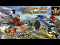 Mp3 Suara Pikat Burung Kecil Paling Ampuh