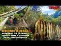 Download Lagu BERKEMAH SENDiRiAN TiDUR di ATAS POHON HUTAN ANKER‼️ Berburu Lele Lembat masak \u0026 tidur di atas pohon