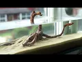 Making a Sunlight-Powered Aquarium (With No Filter)