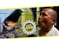 Download Lagu SUARA BURUNG: Siulan Maut Bikin Murai Batu Ekor Hitam Jadi Gacor