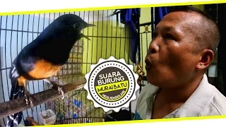suara burung siulan maut bikin murai batu ekor hitam jadi gacor