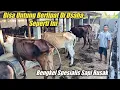 Untung Berlipat Di Usaha Bengkel Sapi Rusak Kurus Jadi Gemuk