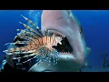 Teaching Sharks and Eels to Attack Invasive Lionfish