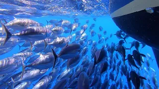 Tuna Hide Under Boat from Hunting Marlin (Excerpt from “Alone Across An Ocean” video)