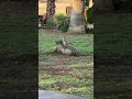 Download Lagu They Exist! Timon and Pumbaa in Real Life #animals #lionking #meerkats #warthogs #shorts