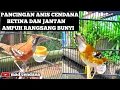 Download Lagu Suara Anis Cendana Jantan merayu Betina || Durasi Panjang
