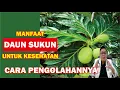 Download Lagu KHASIAT DAUN SUKUN UNTUK KESEHATAN DAN CARA MENGOLAHNYA UNTUK PENGOBATAN TRADISIONAL