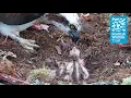 Download Lagu Chick pirouette - Loch of the Lowes ospreycam (2021)