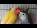 Download Lagu Love birds Sounds