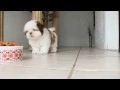 Home Alone Puppy Shih Tzu