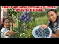 Download Lagu PERTAMA KALI PETIK PLUM PREMIUM DI KEBUN \u0026 BLUEBERRY TERBANYAK!
