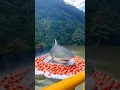 Lagu muncul ikan hiu di jembatan 😱⁉️ #monster #shark #megalodon #shorts #shortvideo #bhoot #fyp #funny