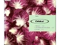Download Lagu Orbital - Raddico (1992) Full Album