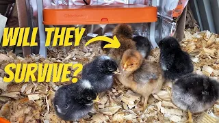 How to Raise Baby Chicks in Winter ChickCozy Brooder Heating Plate Review